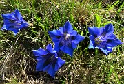 03 Genziana di Koch (Gentiana acaulis)